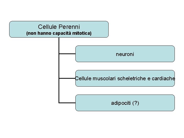Cellule Perenni (non hanno capacità mitotica) neuroni Cellule muscolari scheletriche e cardiache adipociti (?