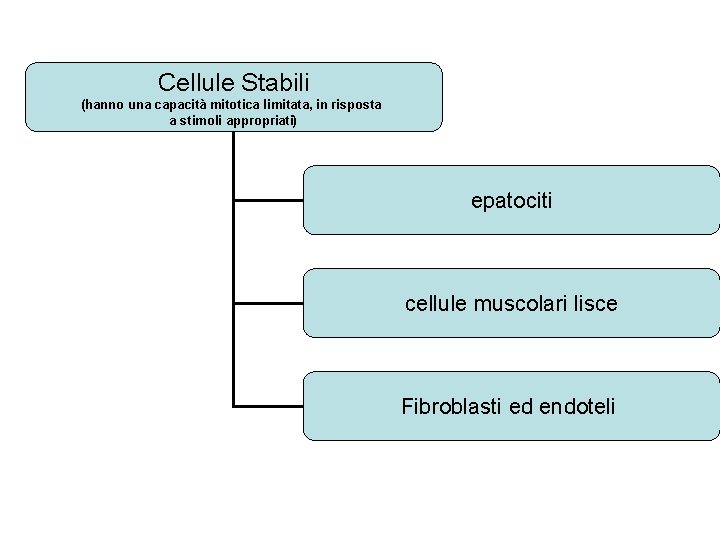 Cellule Stabili (hanno una capacità mitotica limitata, in risposta a stimoli appropriati) epatociti cellule
