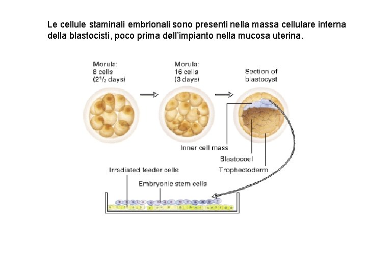 Le cellule staminali embrionali sono presenti nella massa cellulare interna della blastocisti, poco prima