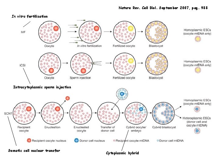 Nature Rev. Cell Biol. September 2007, pag. 988 In vitro fertilization Intracytoplasmic sperm injection