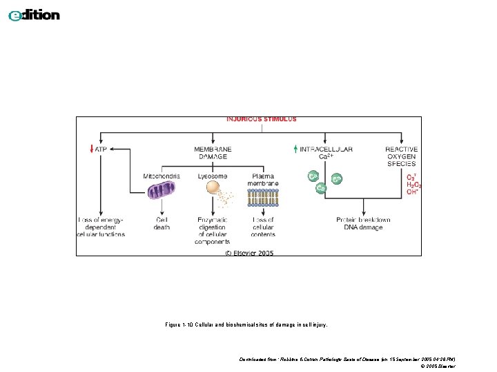 Figure 1 -10 Cellular and biochemical sites of damage in cell injury. Downloaded from: