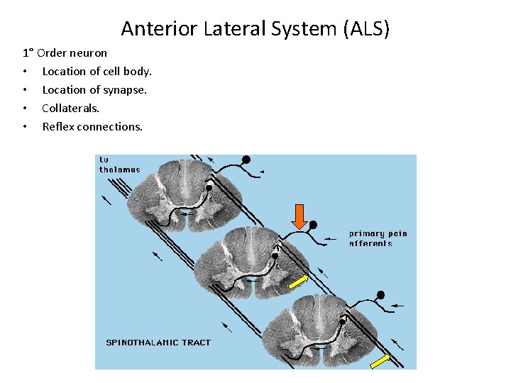 Anterior Lateral System (ALS) 1° Order neuron • Location of cell body. • Location