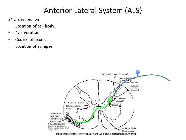 Anterior Lateral System (ALS) 2° Order neuron • Location of cell body. • Decussation.