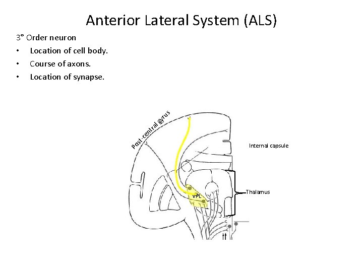Anterior Lateral System (ALS) Po st -c en tra lg yr us 3° Order