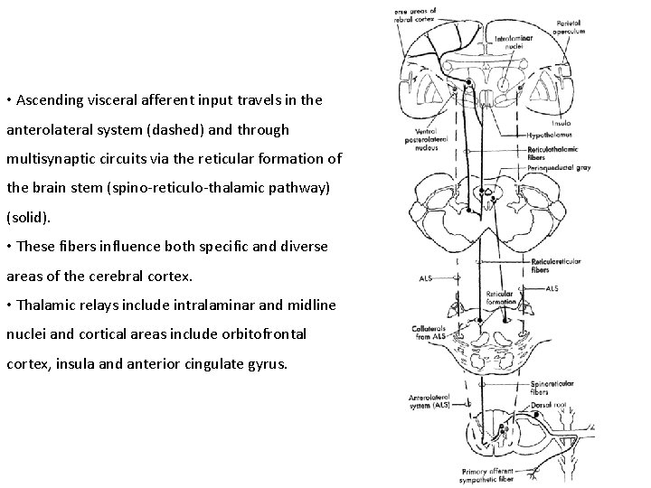  • Ascending visceral afferent input travels in the anterolateral system (dashed) and through