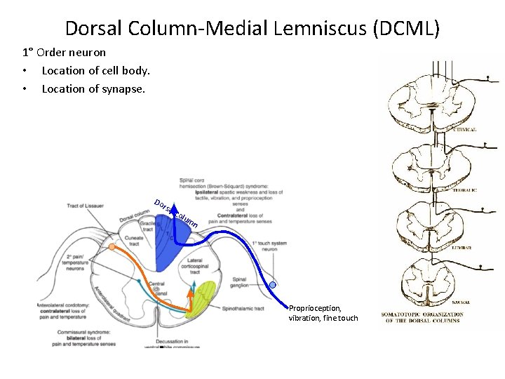 Dorsal Column-Medial Lemniscus (DCML) 1° Order neuron • Location of cell body. • Location