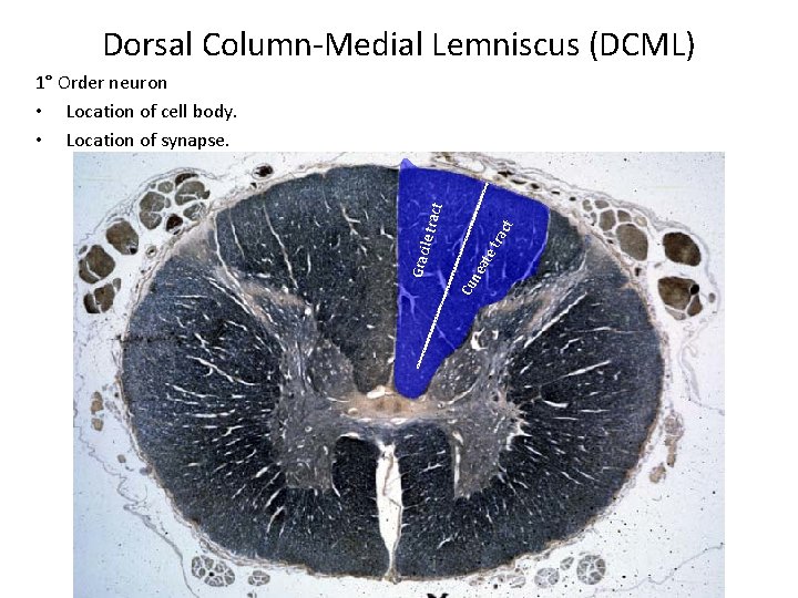 Dorsal Column-Medial Lemniscus (DCML) tra ct te ea Cu n Grac ile tr act