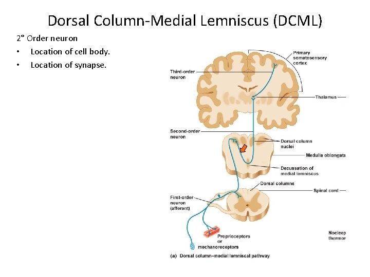 Dorsal Column-Medial Lemniscus (DCML) 2° Order neuron • Location of cell body. • Location