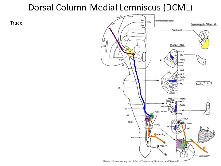 Dorsal Column-Medial Lemniscus (DCML) Trace. 