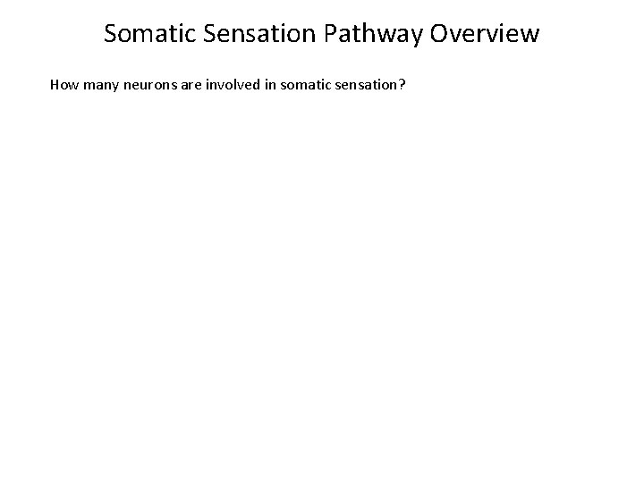 Somatic Sensation Pathway Overview How many neurons are involved in somatic sensation? 