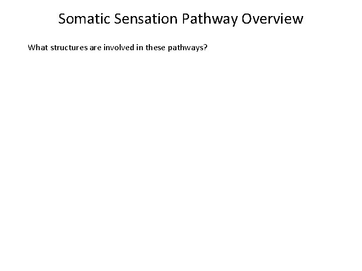 Somatic Sensation Pathway Overview What structures are involved in these pathways? 
