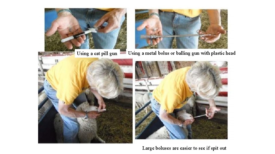 Using a cat pill gun Using a metal bolus or balling gun with plastic