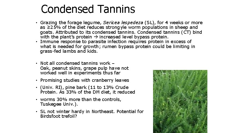 Condensed Tannins • Grazing the forage legume, Sericea lespedeza (SL), for 4 weeks or
