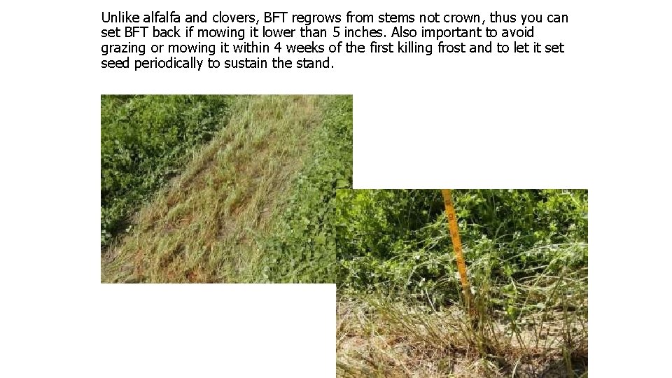Unlike alfalfa and clovers, BFT regrows from stems not crown, thus you can set