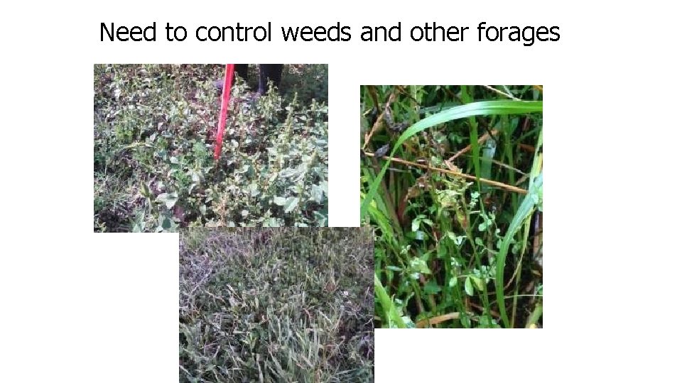 Need to control weeds and other forages 