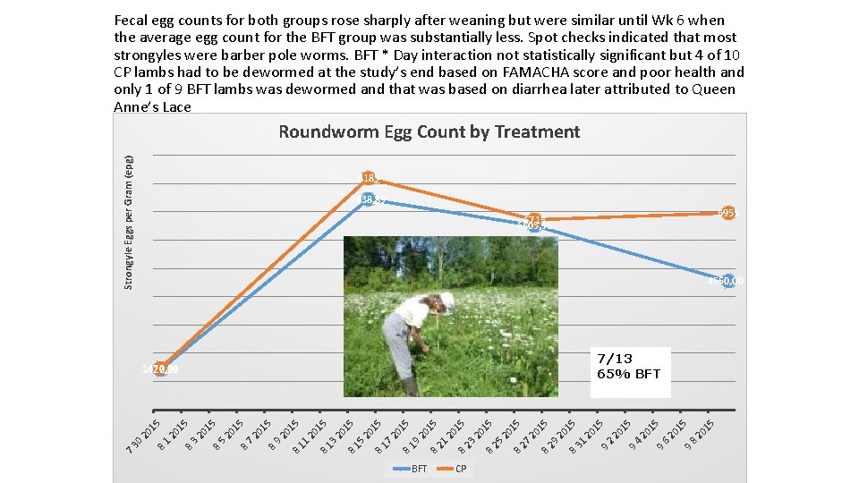 Fecal egg counts for both groups rose sharply after weaning but were similar until
