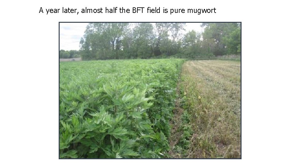 A year later, almost half the BFT field is pure mugwort 