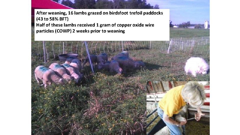 After weaning, 16 lambs grazed on birdsfoot trefoil paddocks (43 to 58% BFT) Half