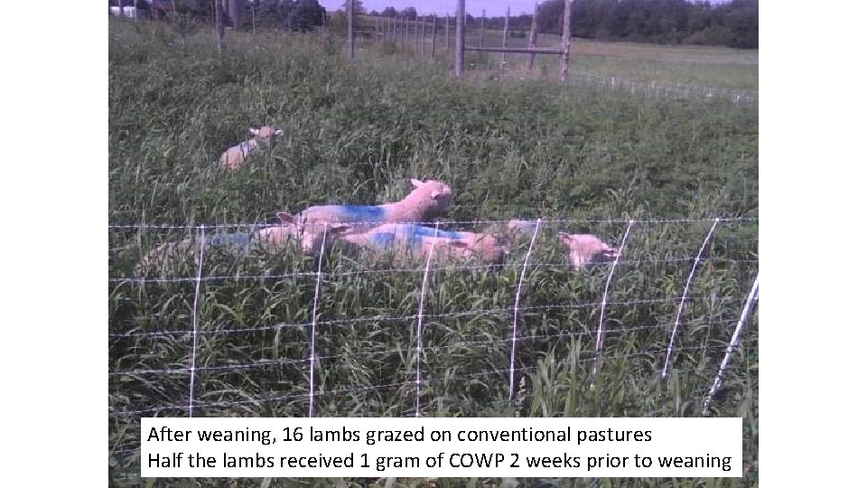 After weaning, 16 lambs grazed on conventional pastures Half the lambs received 1 gram