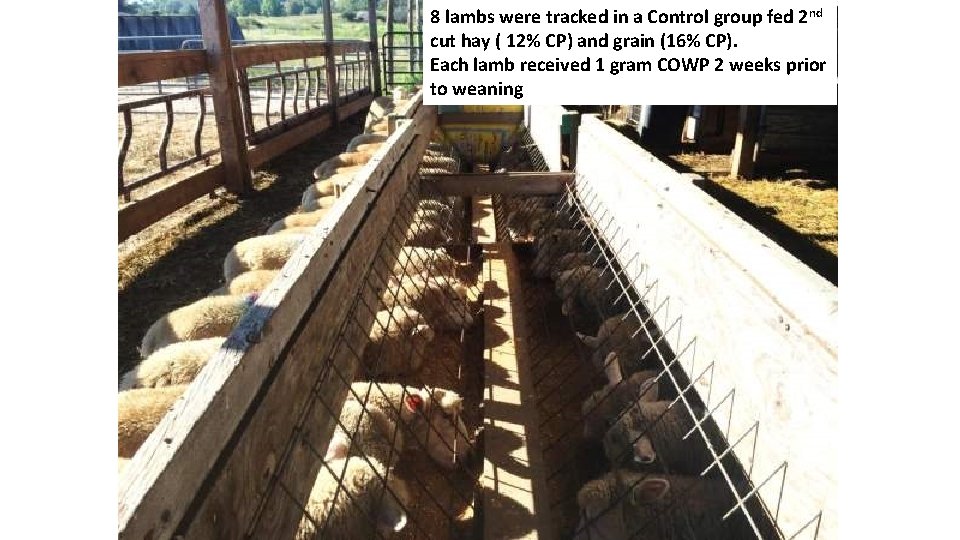 8 lambs were tracked in a Control group fed 2 nd cut hay (