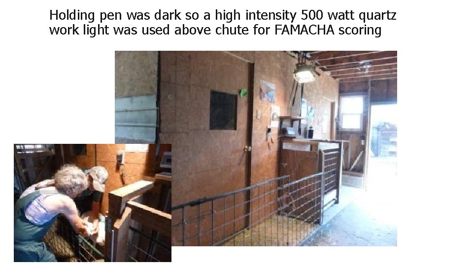 Holding pen was dark so a high intensity 500 watt quartz work light was