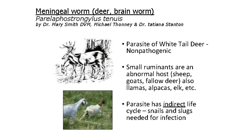 Meningeal worm (deer, brain worm) Parelaphostrongylus tenuis by Dr. Mary Smith DVM, Michael Thonney