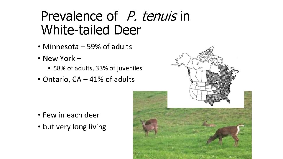 Prevalence of P. tenuis in White-tailed Deer • Minnesota – 59% of adults •