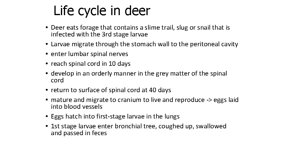 Life cycle in deer • Deer eats forage that contains a slime trail, slug
