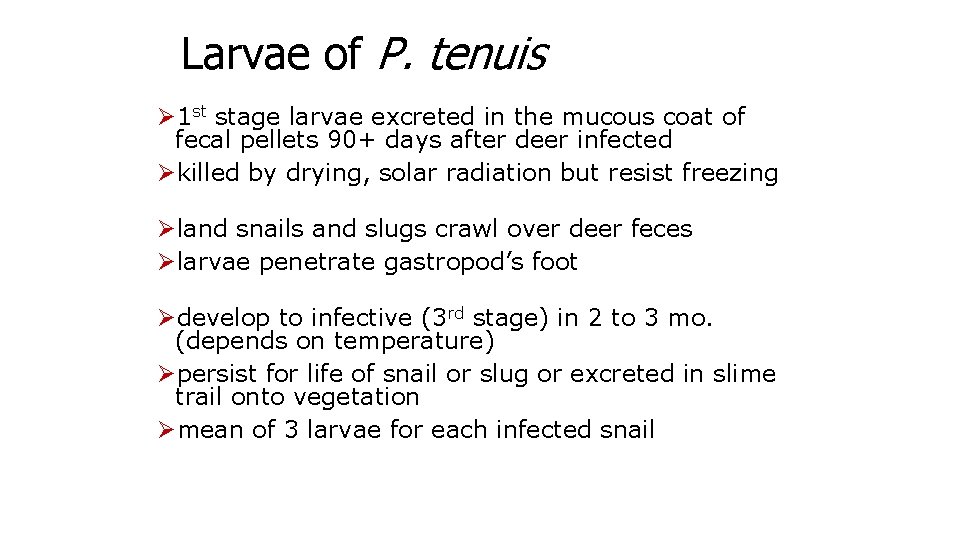Larvae of P. tenuis Ø 1 st stage larvae excreted in the mucous coat