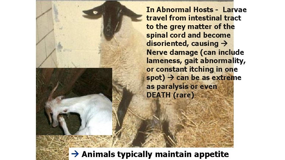 In Abnormal Hosts - Larvae travel from intestinal tract to the grey matter of