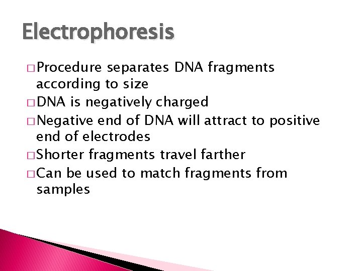 Electrophoresis � Procedure separates DNA fragments according to size � DNA is negatively charged