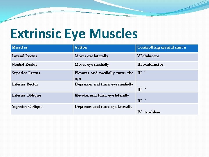 Extrinsic Eye Muscles Action Controlling cranial nerve Lateral Rectus Moves eye laterally VI abducens