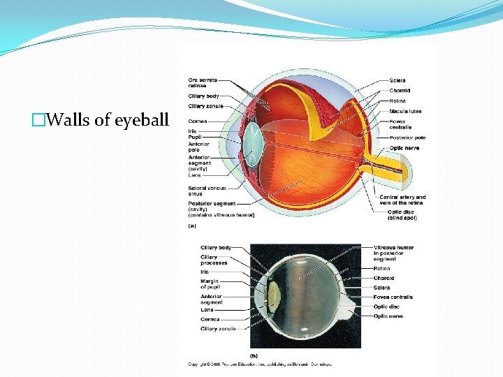 �Walls of eyeball 