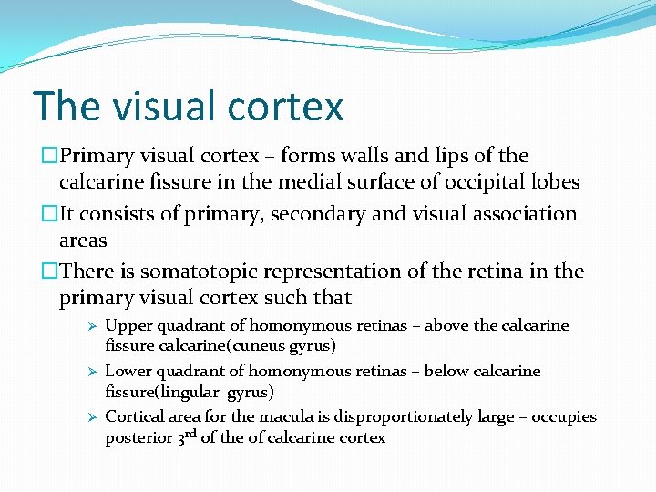 The visual cortex �Primary visual cortex – forms walls and lips of the calcarine