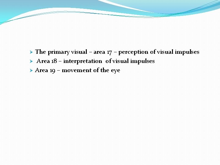 Ø Ø Ø The primary visual – area 17 – perception of visual impulses