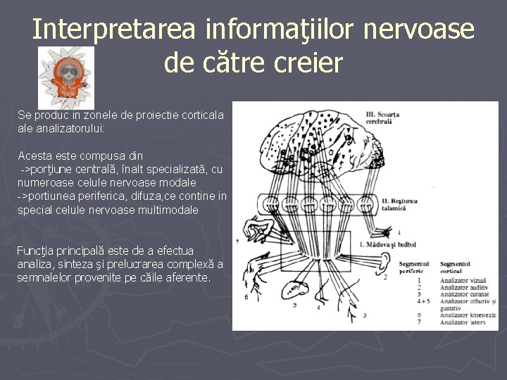Interpretarea informaţiilor nervoase de către creier Se produc in zonele de proiectie corticala ale