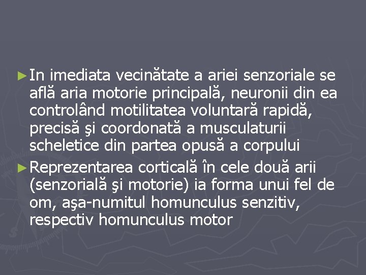 ► In imediata vecinătate a ariei senzoriale se află aria motorie principală, neuronii din