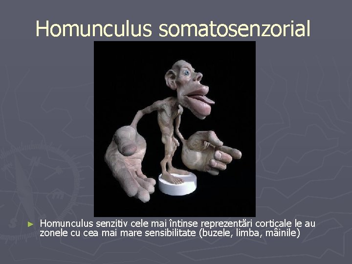 Homunculus somatosenzorial ► Homunculus senzitiv cele mai întinse reprezentări corticale le au zonele cu
