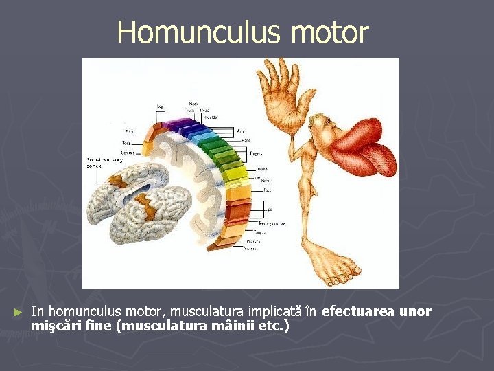 Homunculus motor ► In homunculus motor, musculatura implicată în efectuarea unor mişcări fine (musculatura