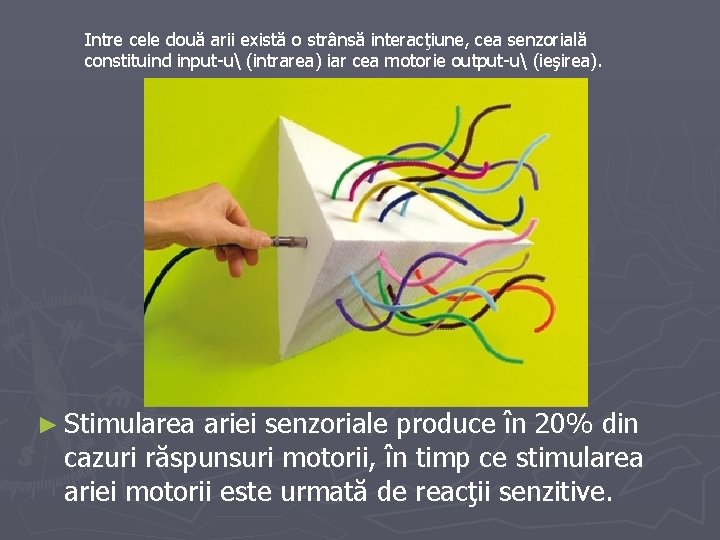 Intre cele două arii există o strânsă interacţiune, cea senzorială constituind input-u (intrarea) iar