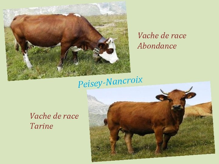 Vache de race Abondance x i o r c n a N y Peise
