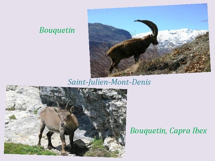 Bouquetin Saint-Julien-Mont-Denis Bouquetin, Capra Ibex 