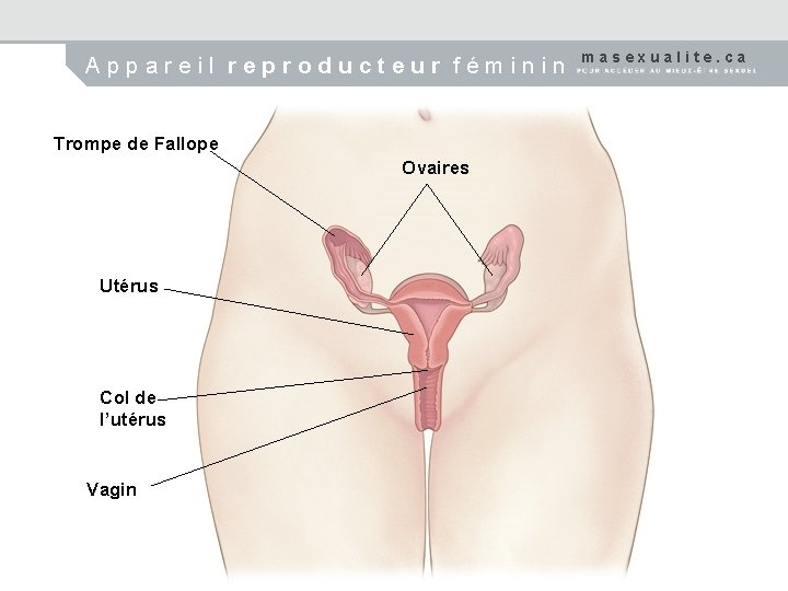 Appareil reproducteur féminin Trompe de Fallope Ovaires Utérus Col de l’utérus Vagin masexualite. ca