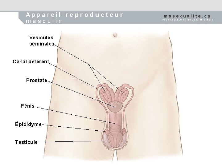 Appareil reproducteur masculin Vésicules séminales Canal déférent Prostate Pénis Épididyme Testicule masexualite. ca 