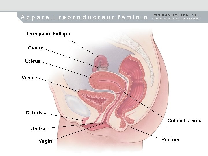 Appareil reproducteur féminin masexualite. ca Trompe de Fallope Ovaire Utérus Vessie Clitoris Col de