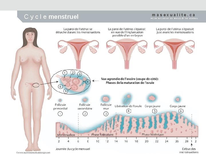 C y c l e menstruel masexualite. ca 