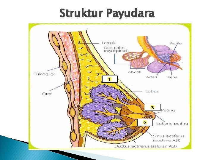 Struktur Payudara 