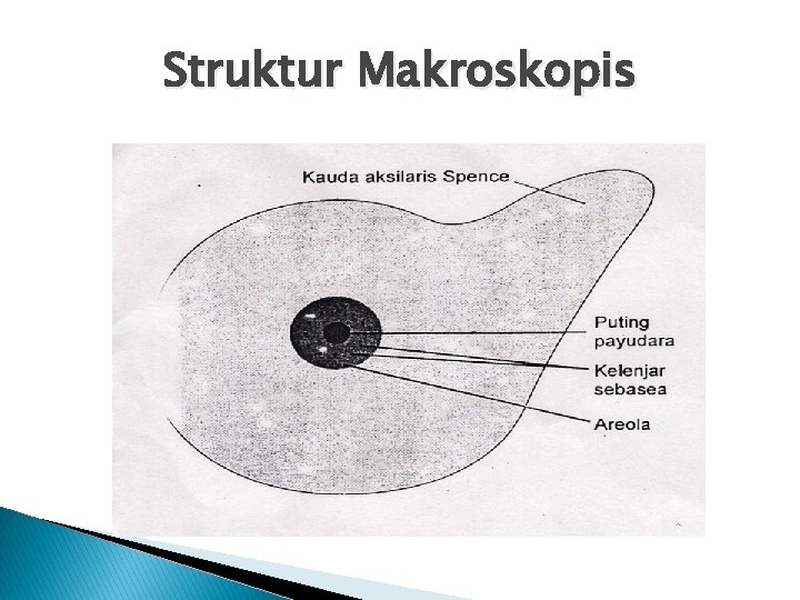 Struktur Makroskopis 