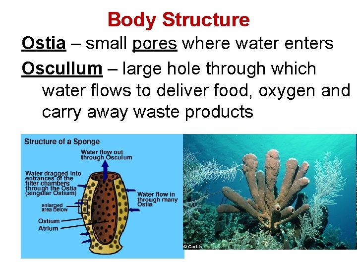 Body Structure Ostia – small pores where water enters Oscullum – large hole through