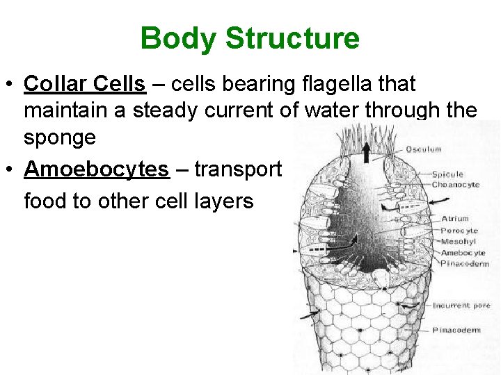 Body Structure • Collar Cells – cells bearing flagella that maintain a steady current